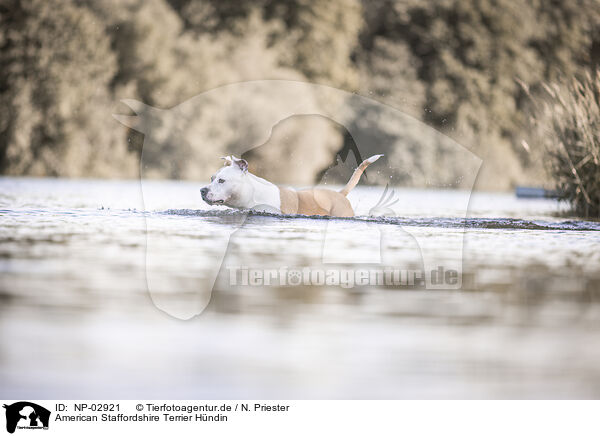 American Staffordshire Terrier Hndin / female American Staffordshire Terrier / NP-02921