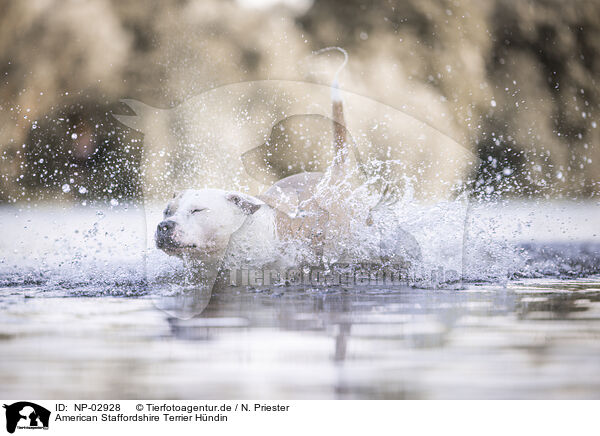 American Staffordshire Terrier Hndin / NP-02928