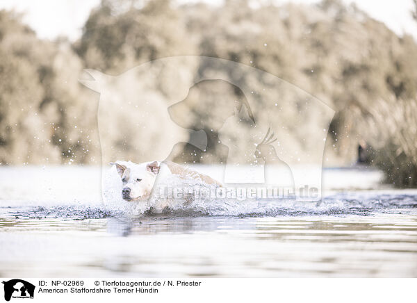 American Staffordshire Terrier Hndin / NP-02969