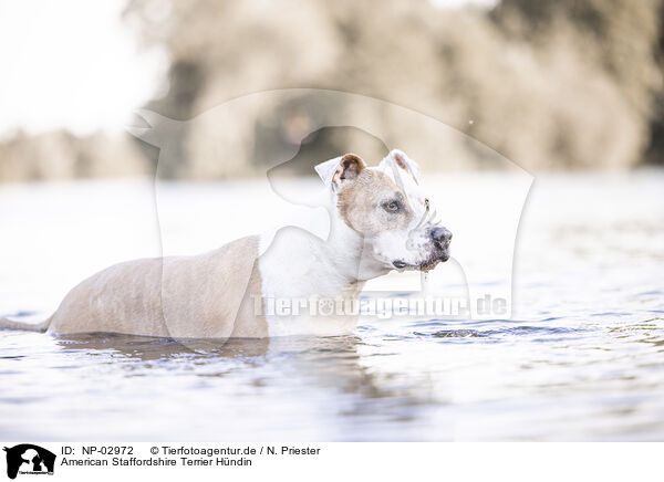 American Staffordshire Terrier Hndin / NP-02972