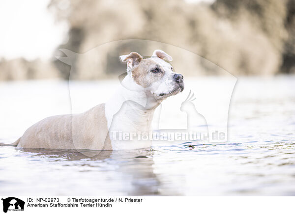 American Staffordshire Terrier Hndin / NP-02973