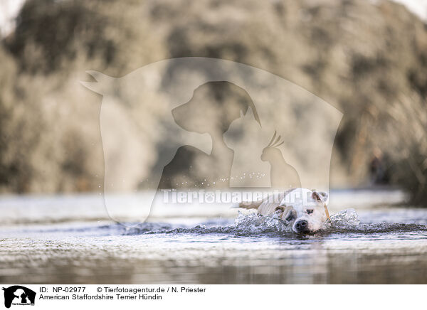 American Staffordshire Terrier Hndin / NP-02977