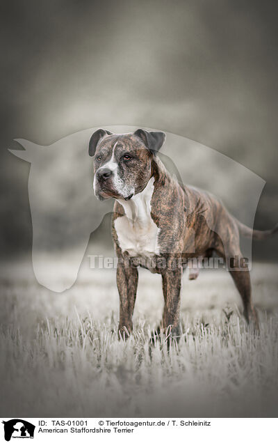 American Staffordshire Terrier / American Staffordshire Terrier / TAS-01001