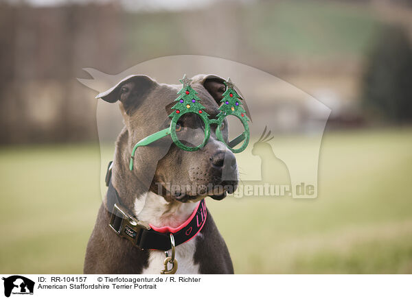 American Staffordshire Terrier Portrait / American Staffordshire Terrier Portrait / RR-104157
