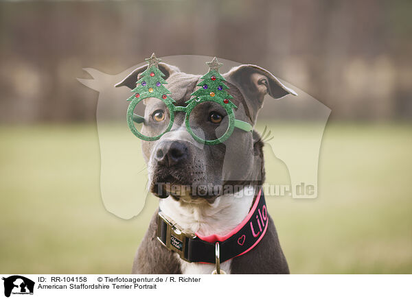 American Staffordshire Terrier Portrait / RR-104158