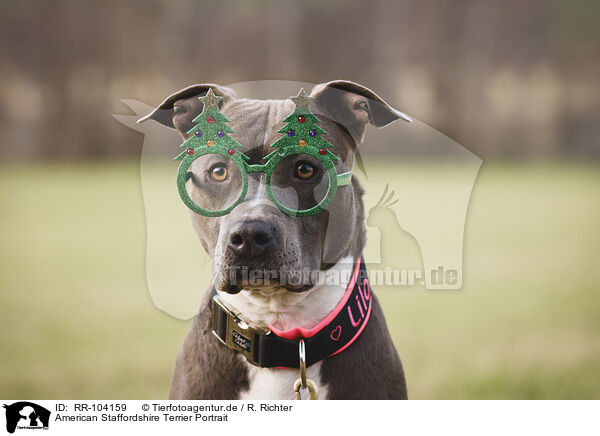American Staffordshire Terrier Portrait / RR-104159