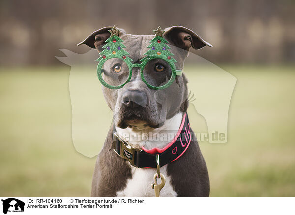 American Staffordshire Terrier Portrait / RR-104160