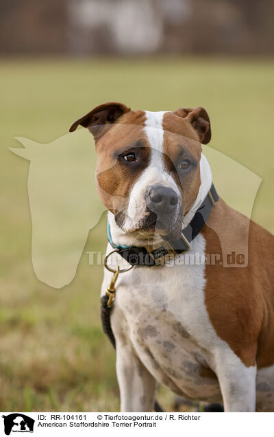American Staffordshire Terrier Portrait / American Staffordshire Terrier Portrait / RR-104161