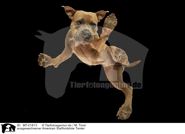 ausgewachsener American Staffordshire Terrier / adult American Staffordshire Terrier / MT-01813