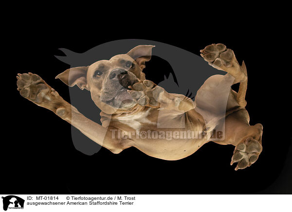 ausgewachsener American Staffordshire Terrier / adult American Staffordshire Terrier / MT-01814