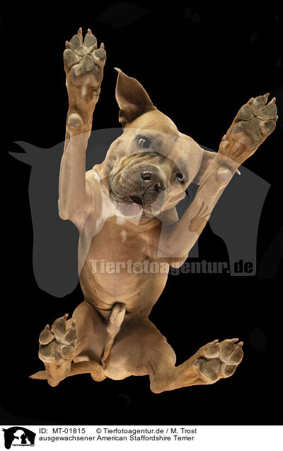 ausgewachsener American Staffordshire Terrier / adult American Staffordshire Terrier / MT-01815