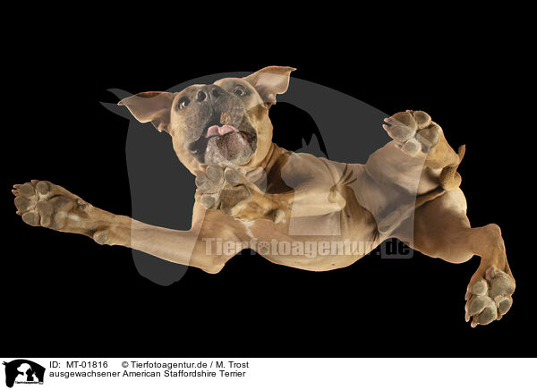 ausgewachsener American Staffordshire Terrier / MT-01816