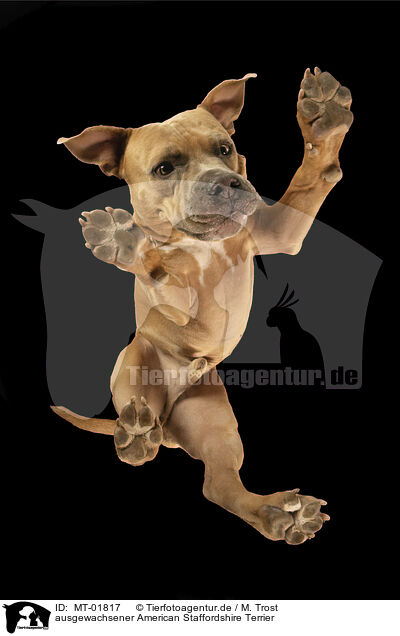 ausgewachsener American Staffordshire Terrier / MT-01817