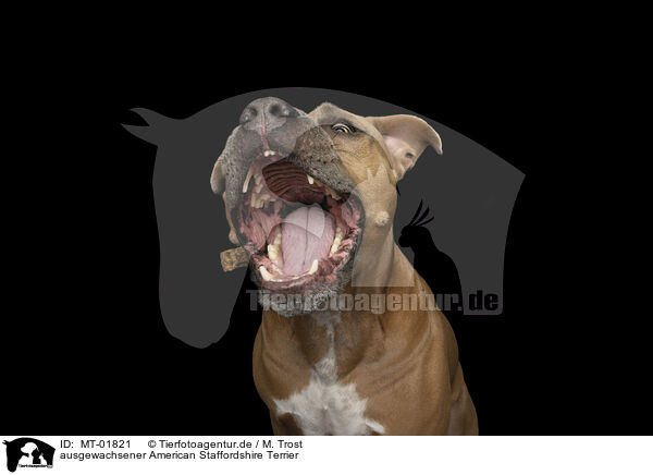 ausgewachsener American Staffordshire Terrier / MT-01821