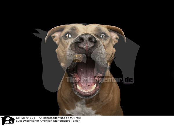 ausgewachsener American Staffordshire Terrier / MT-01824