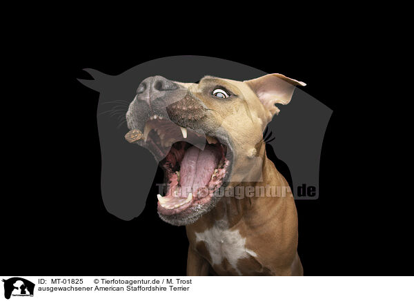 ausgewachsener American Staffordshire Terrier / adult American Staffordshire Terrier / MT-01825