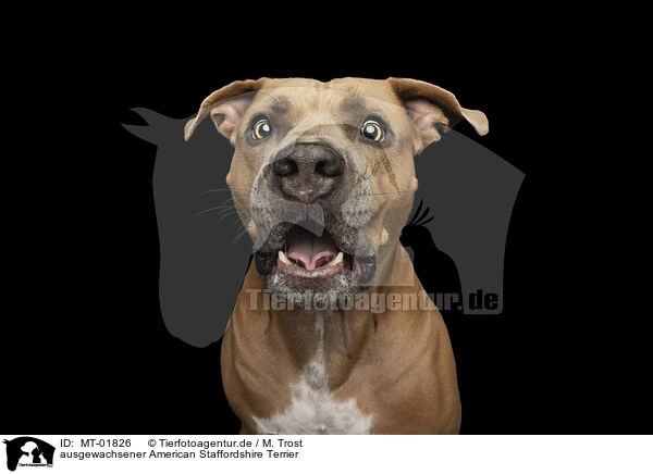 ausgewachsener American Staffordshire Terrier / MT-01826