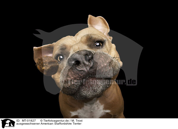 ausgewachsener American Staffordshire Terrier / MT-01827