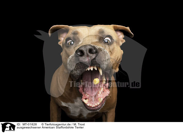 ausgewachsener American Staffordshire Terrier / adult American Staffordshire Terrier / MT-01828