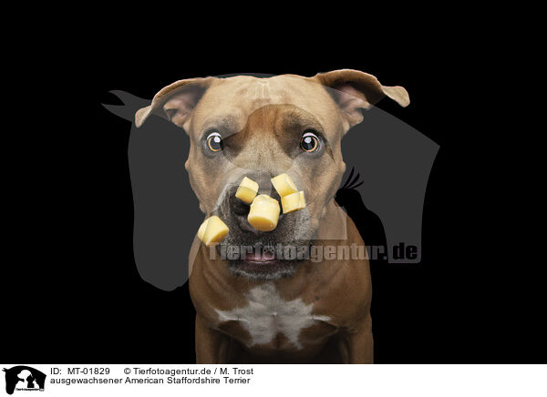 ausgewachsener American Staffordshire Terrier / MT-01829