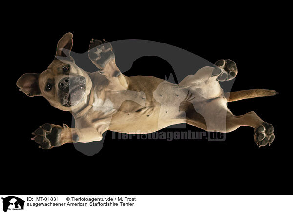 ausgewachsener American Staffordshire Terrier / MT-01831