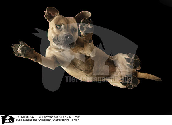 ausgewachsener American Staffordshire Terrier / MT-01832
