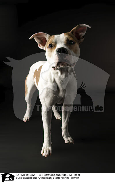 ausgewachsener American Staffordshire Terrier / adult American Staffordshire Terrier / MT-01852