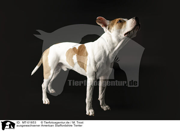 ausgewachsener American Staffordshire Terrier / adult American Staffordshire Terrier / MT-01853
