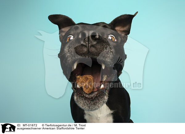 ausgewachsener American Staffordshire Terrier / adult American Staffordshire Terrier / MT-01872