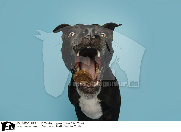ausgewachsener American Staffordshire Terrier / MT-01873