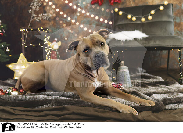 American Staffordshire Terrier an Weihnachten / American Staffordshire Terrier at christmas / MT-01924