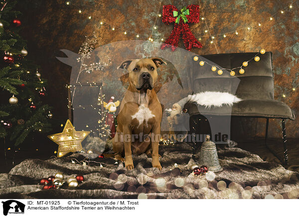 American Staffordshire Terrier an Weihnachten / MT-01925