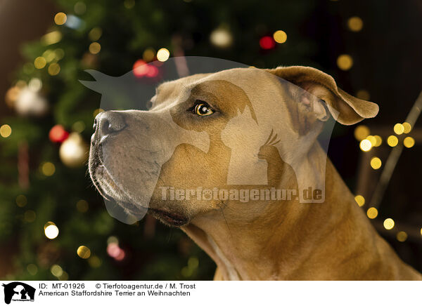 American Staffordshire Terrier an Weihnachten / MT-01926