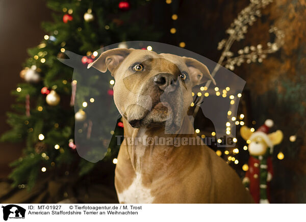 American Staffordshire Terrier an Weihnachten / American Staffordshire Terrier at christmas / MT-01927