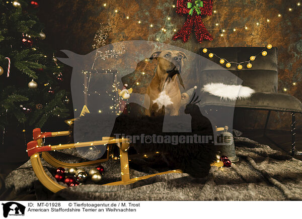 American Staffordshire Terrier an Weihnachten / American Staffordshire Terrier at christmas / MT-01928