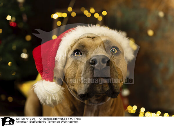 American Staffordshire Terrier an Weihnachten / MT-01929