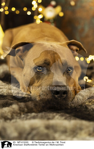 American Staffordshire Terrier an Weihnachten / American Staffordshire Terrier at christmas / MT-01930