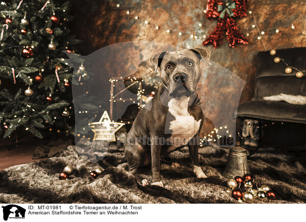 American Staffordshire Terrier an Weihnachten / American Staffordshire Terrier at christmas / MT-01981