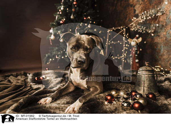 American Staffordshire Terrier an Weihnachten / MT-01982