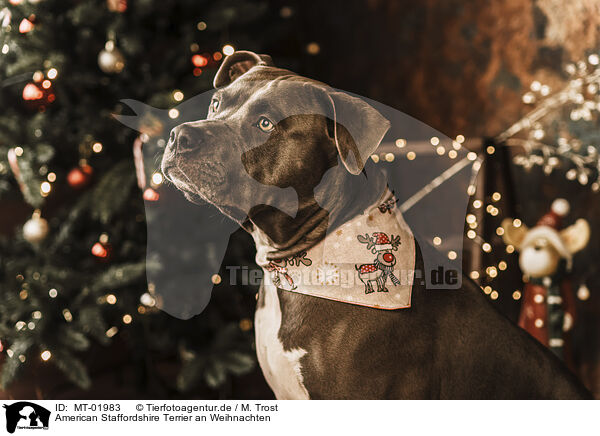 American Staffordshire Terrier an Weihnachten / MT-01983