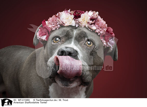 American Staffordshire Terrier / American Staffordshire Terrier / MT-01989