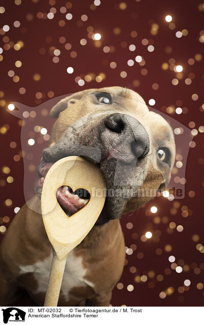 American Staffordshire Terrier / MT-02032