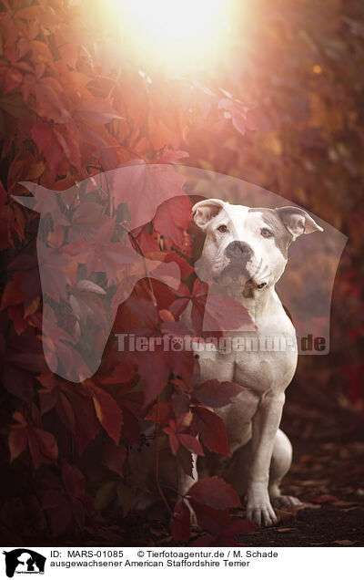 ausgewachsener American Staffordshire Terrier / MARS-01085