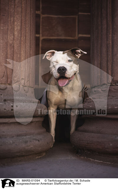 ausgewachsener American Staffordshire Terrier / MARS-01094