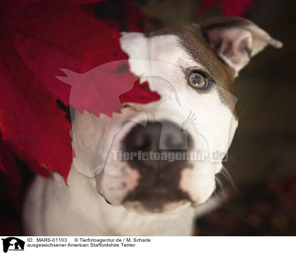 ausgewachsener American Staffordshire Terrier / MARS-01103