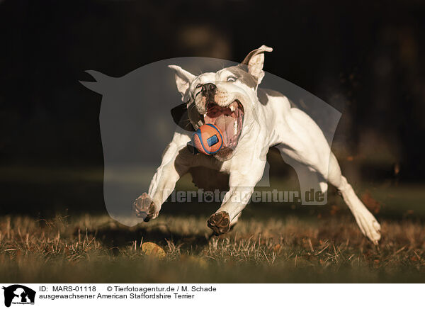 ausgewachsener American Staffordshire Terrier / MARS-01118