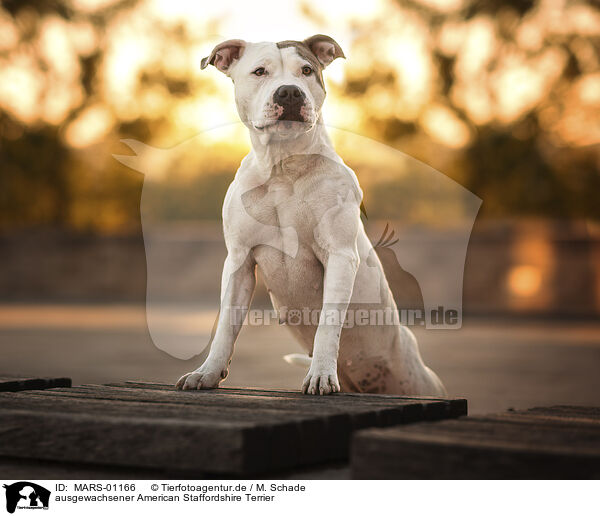 ausgewachsener American Staffordshire Terrier / MARS-01166