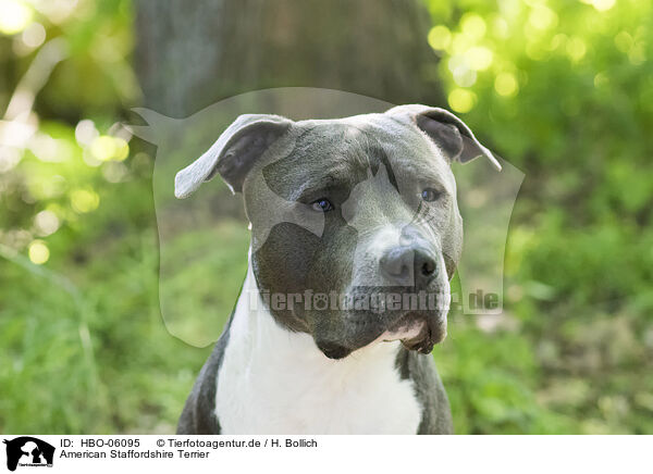 American Staffordshire Terrier / American Staffordshire Terrier / HBO-06095