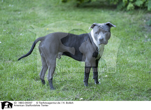 American Staffordshire Terrier / American Staffordshire Terrier / HBO-06097