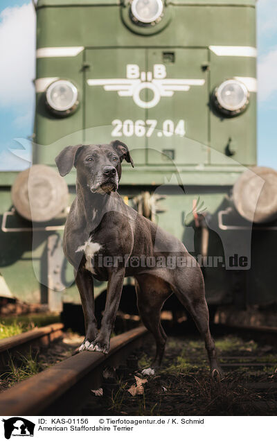 American Staffordshire Terrier / American Staffordshire Terrier / KAS-01156